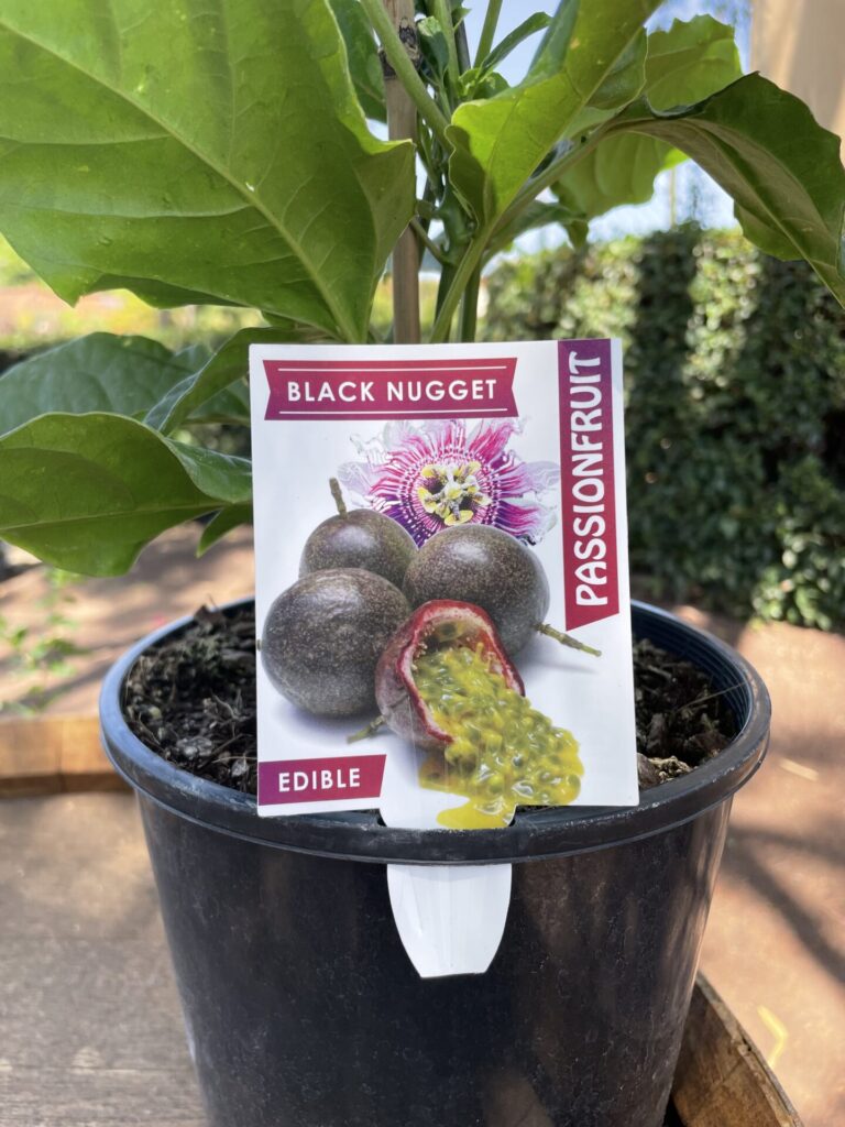 Passionfruit - Black Nugget