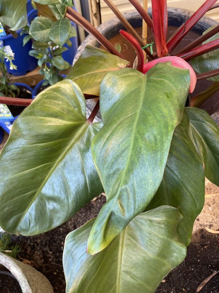 Philodendron - Red Wings