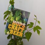 Hops - Chinook