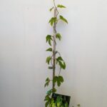 Hops - Chinook - Image 2