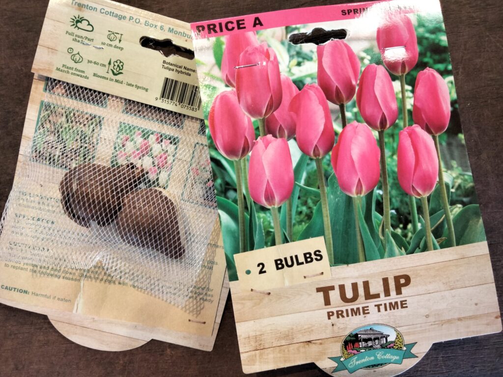 Tulip - Prime Time - Bulbs - Guildford Garden Centre