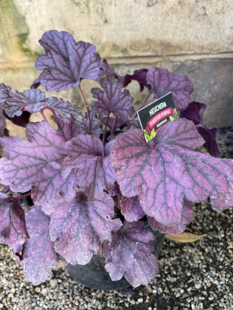 Heuchera - Forever Purple
