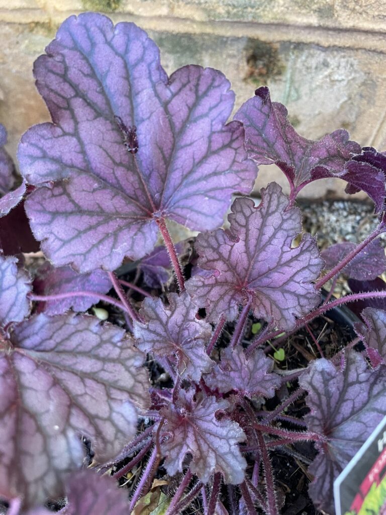 Heuchera - Forever Purple - Image 2