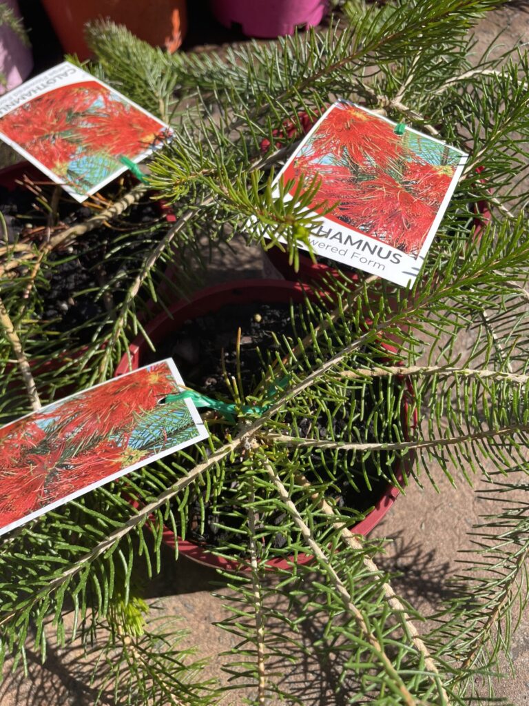 Calothamnus - One Sided Bottlebrush - Image 3