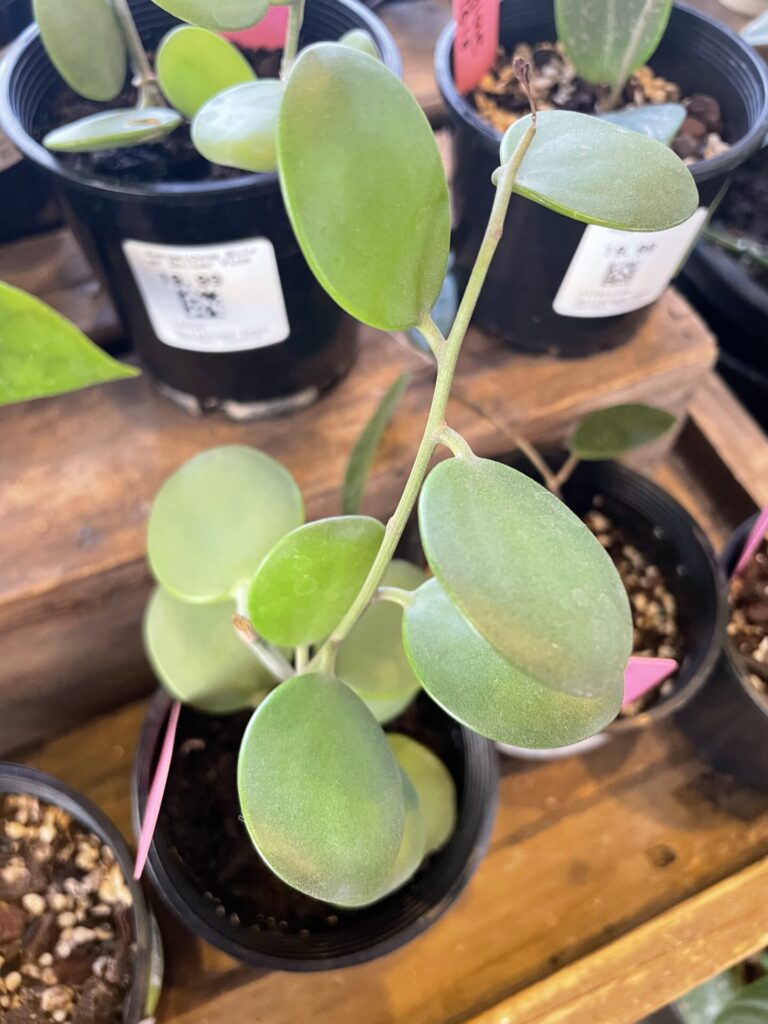 Xerosicyos - Silver Dollar Vine
