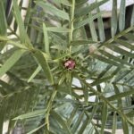Wollemi Pine