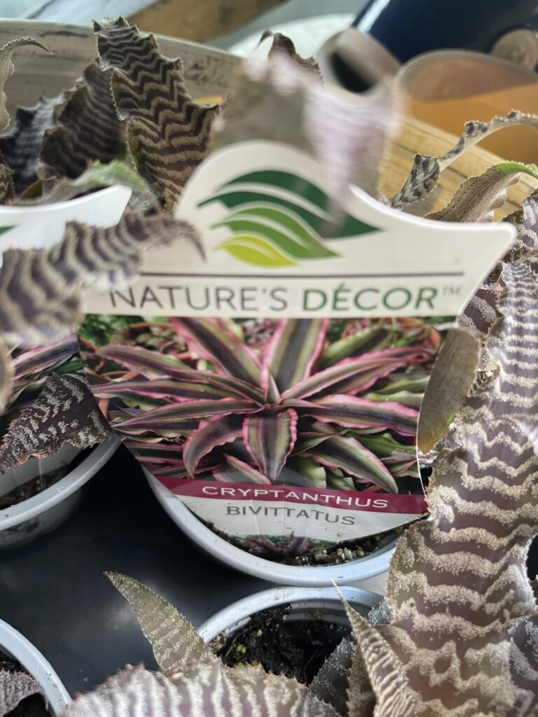 Cryptanthus - Earth Stars