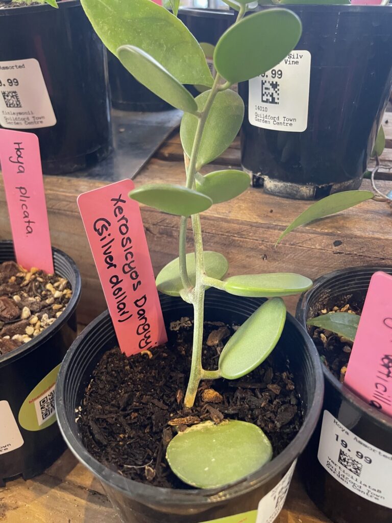 Xerosicyos - Silver Dollar Vine - Image 2