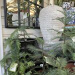 Wollemi Pine - Image 2