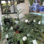 Wollemi Pine - Image 3