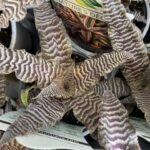 Cryptanthus - Earth Stars - Image 2