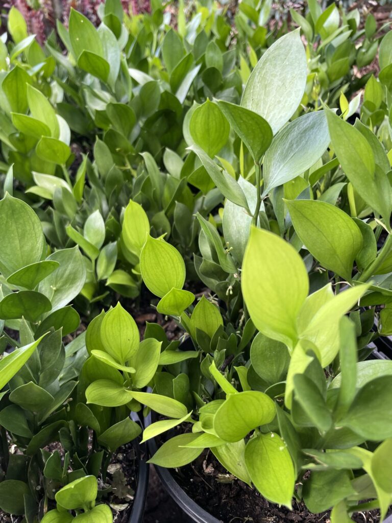 Ruscus - Butcher's Broom