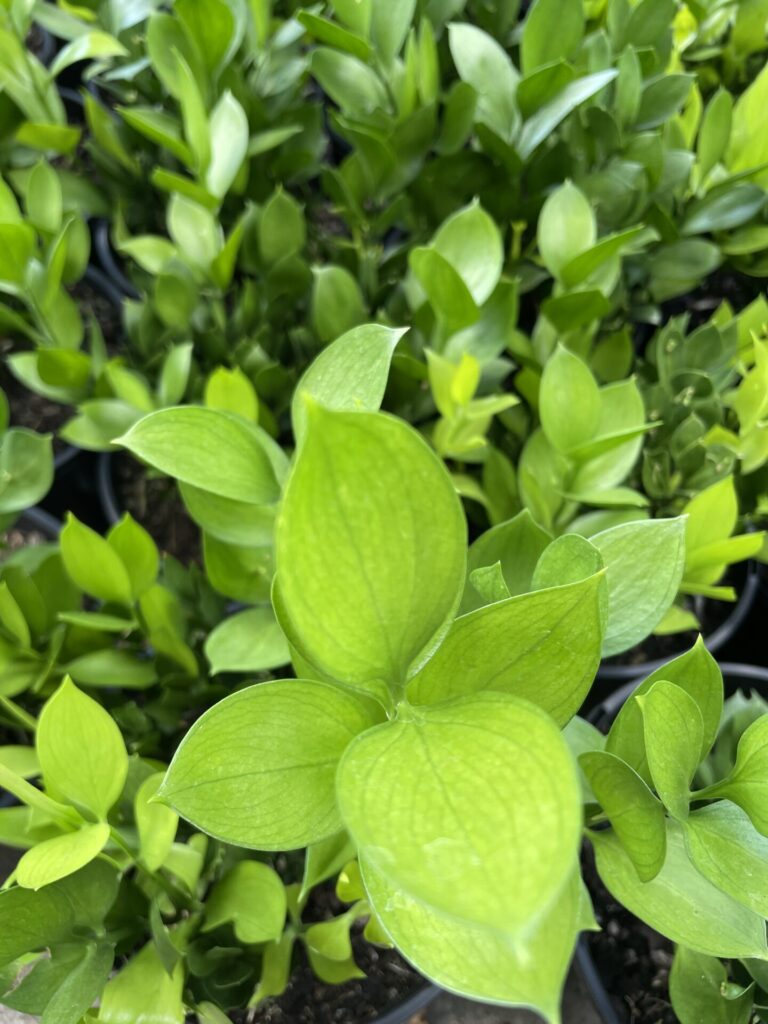 Ruscus - Butcher's Broom - Image 2