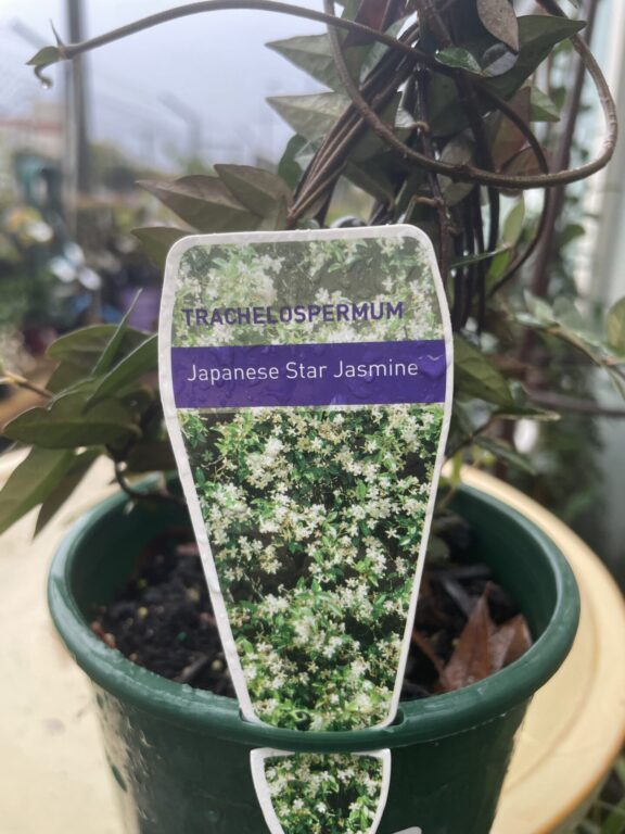 Star Jasmine - Japanese