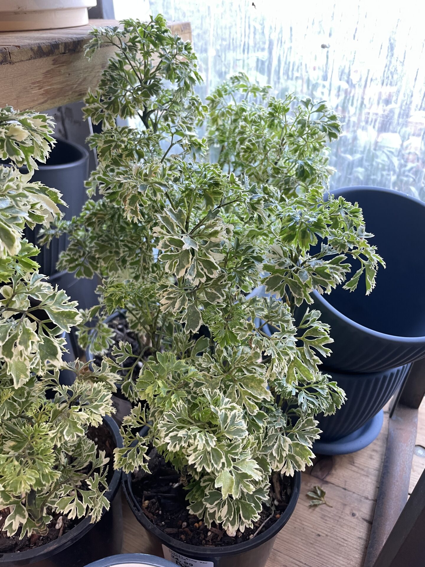 Aralia Ming Variegated Guildford Garden Centre