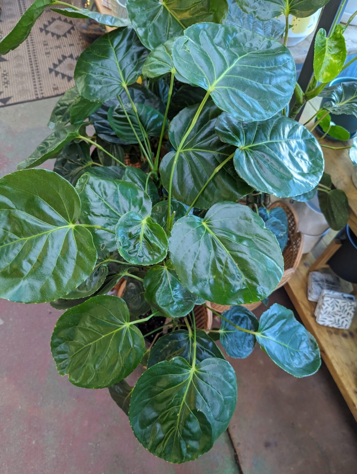 Aralia Dinner Plate Guildford Garden Centre