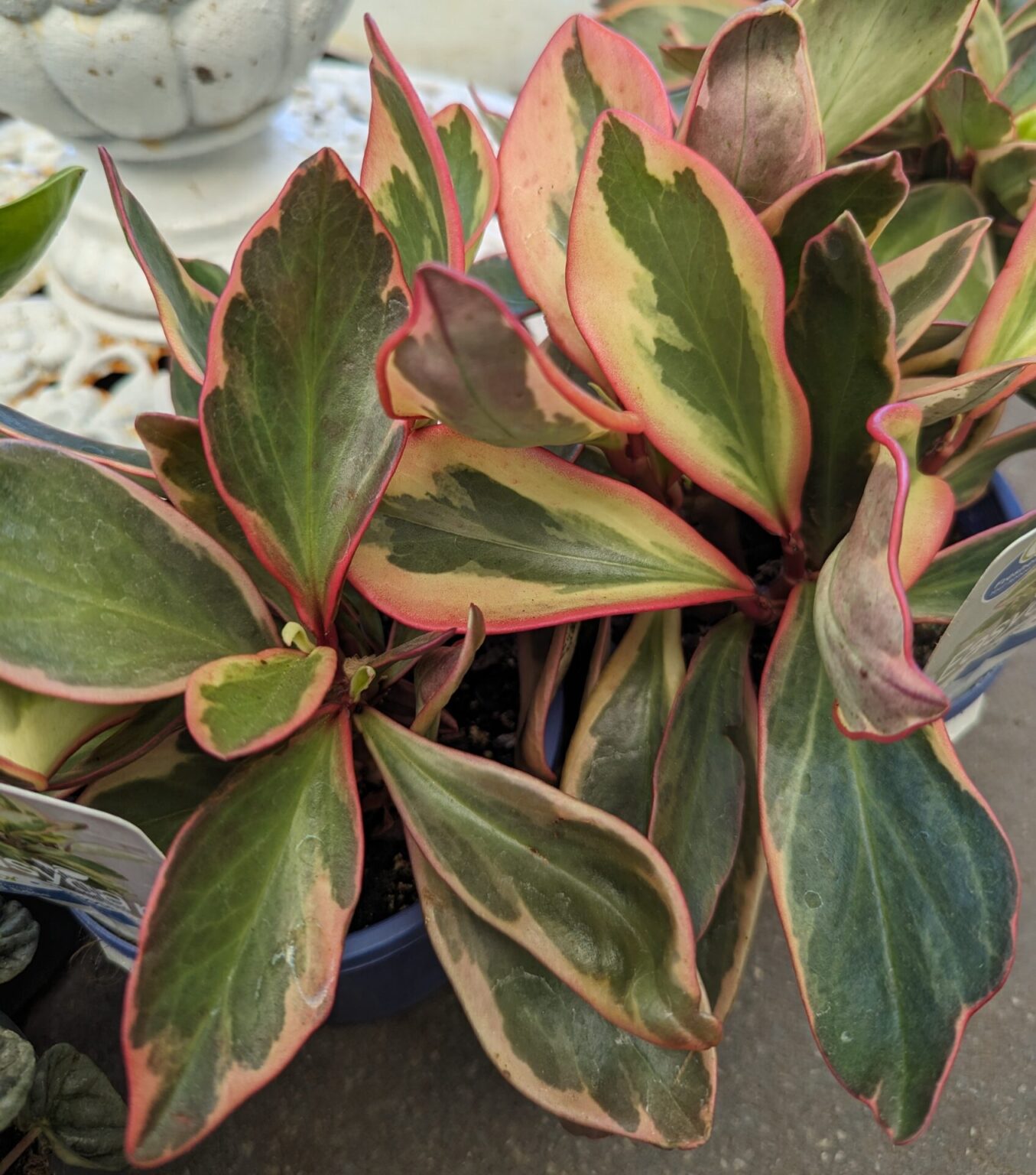 Cool Review About Red Edge Peperomia