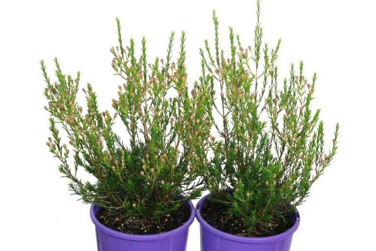 Geraldton Wax Marshmallow Delight Guildford Garden Centre