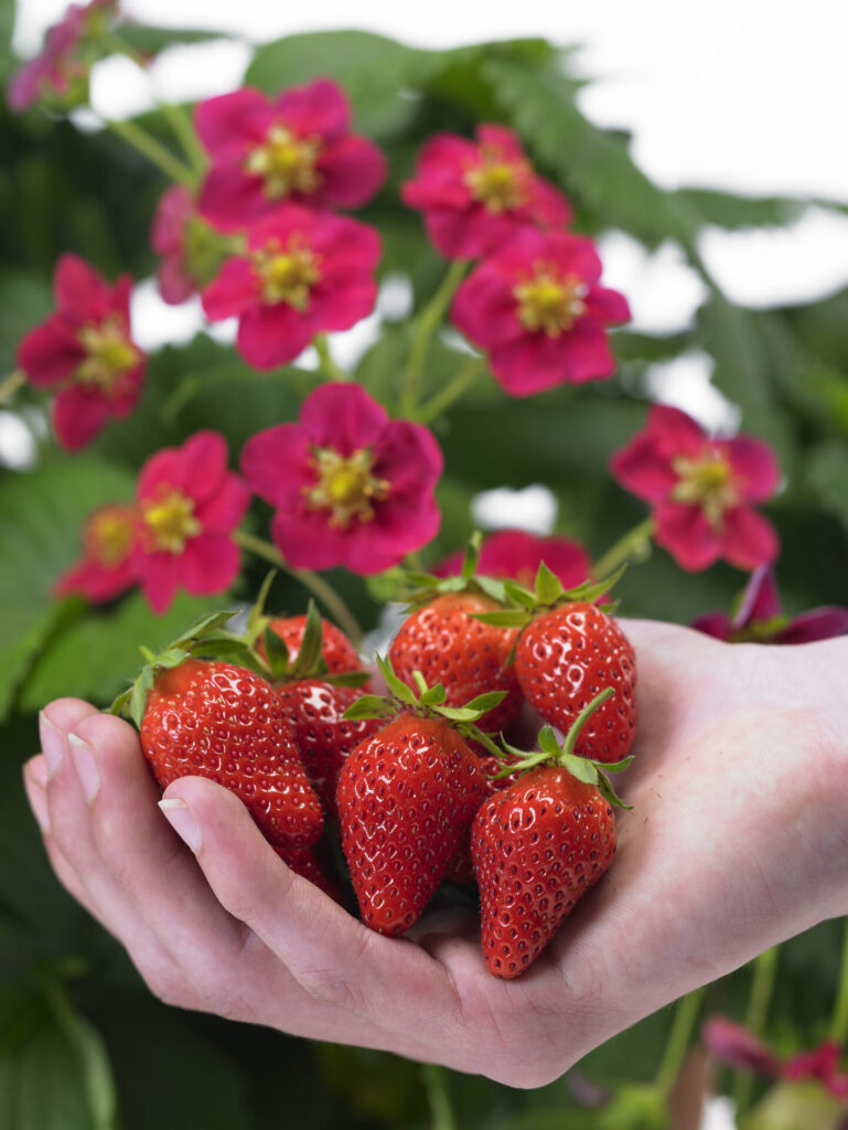 Strawberry - Toscana
