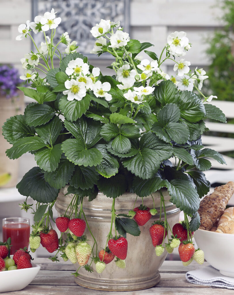 Strawberry - Montana - Image 2