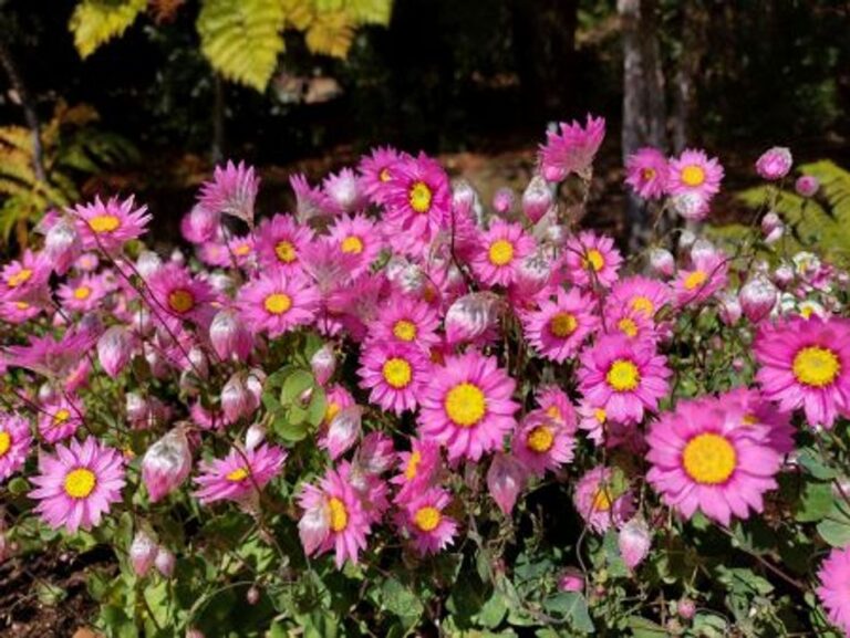 Everlasting Daisy - Pink Sunray