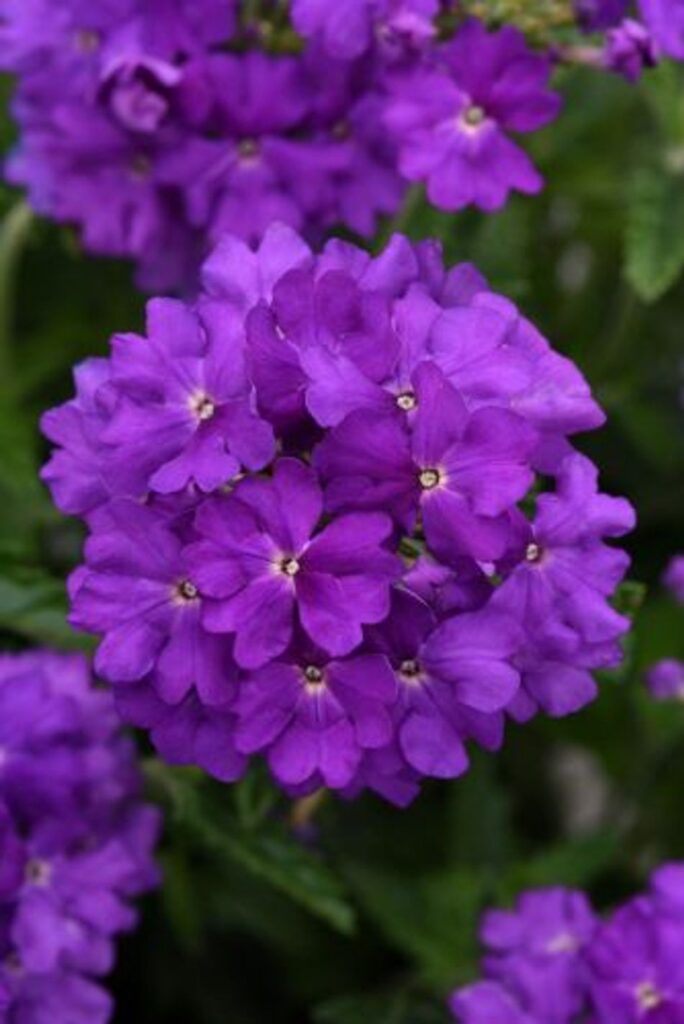 Verbena - Cadet Violet Blue