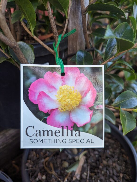 Camellia - Something Special