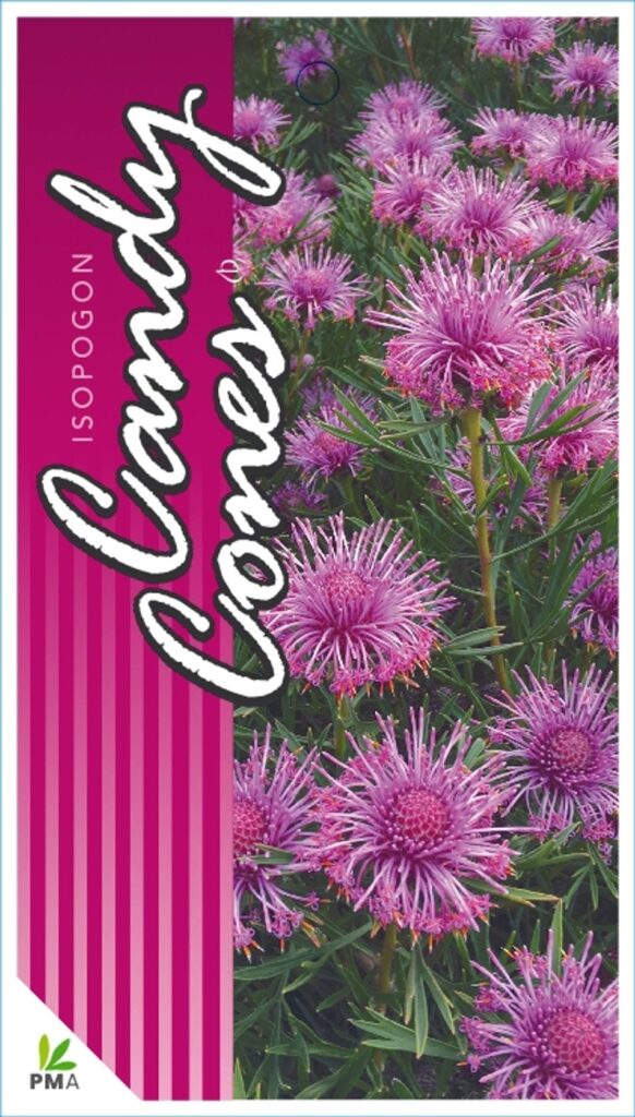 Isopogon - Candy Cones