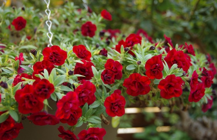 Calibrachoa - Superbells Double Ruby