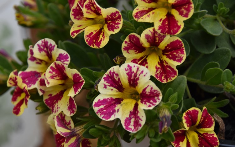 Calibrachoa - Superbells Holy Moly