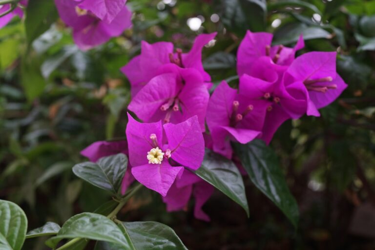 Bougainvillea - Magnifica Trailii