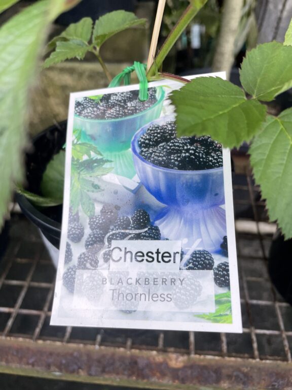 Blackberry - Thornless - Chester
