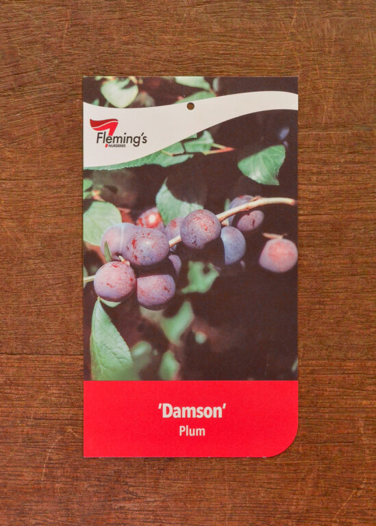 Plum - Damson