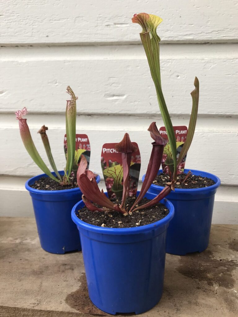 Sarracenia - Carnivorous Pitcher Plant - Guildford Garden Centre