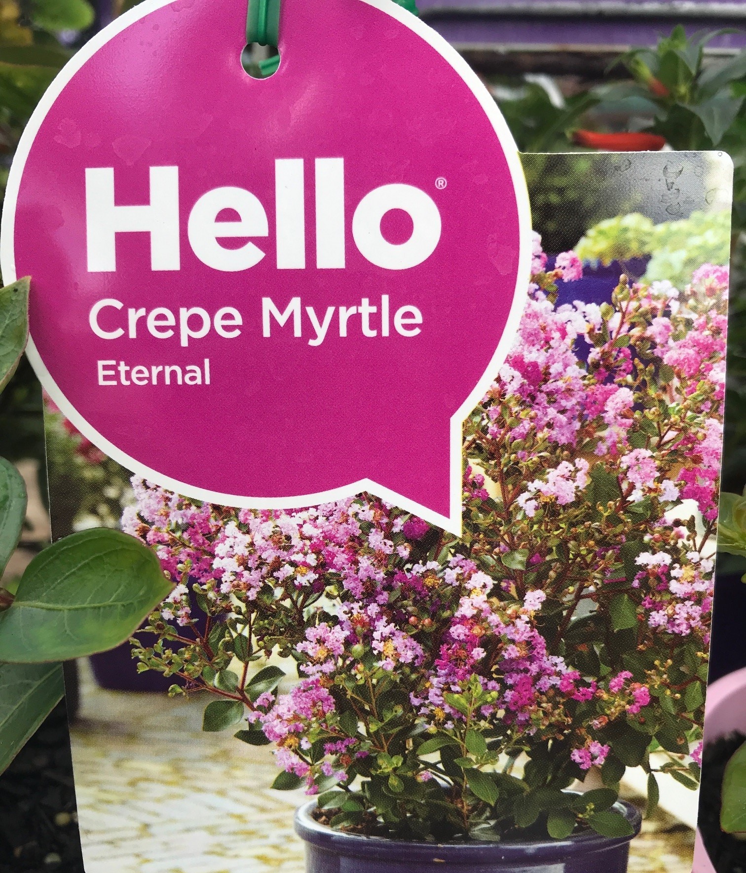 crepe-myrtle-eternal-guildford-garden-centre