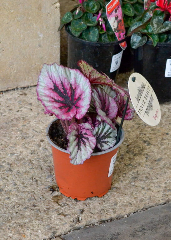 Begonia rex - Evening Glow