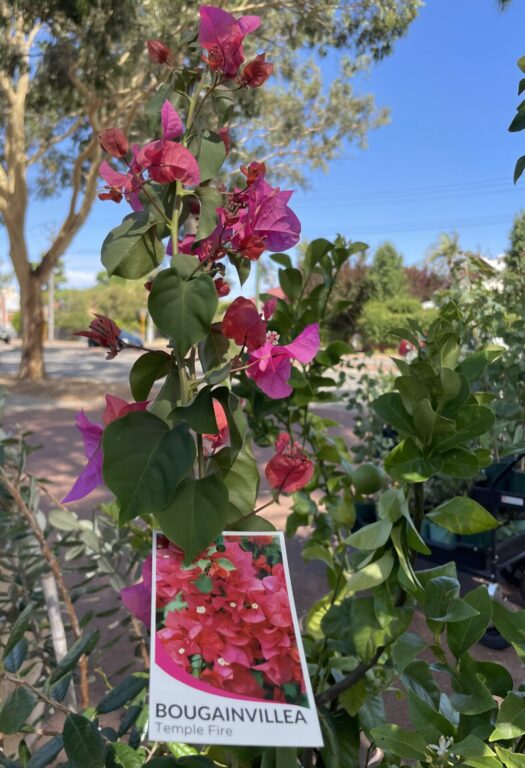 Bougainvillea - Temple Fire