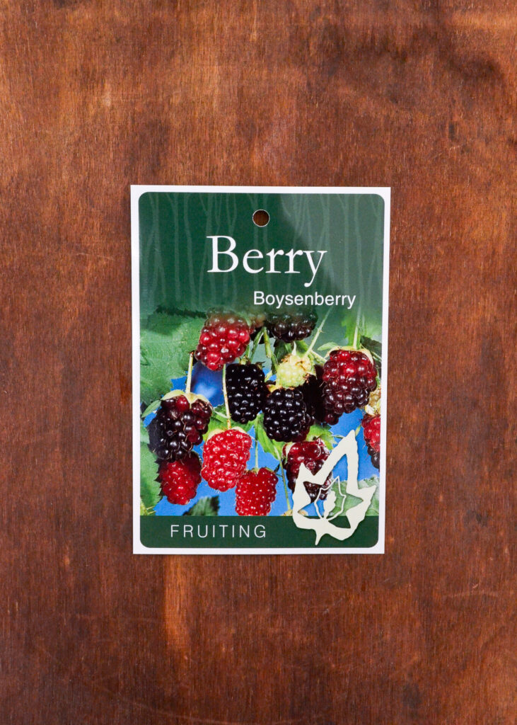 Boysenberry