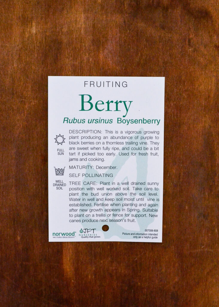 Boysenberry - Image 2