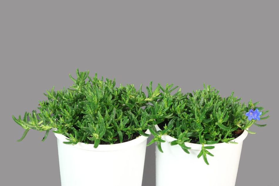 Lithodora - Grace Ward
