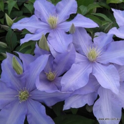 Clematis x - Belle Nantaise