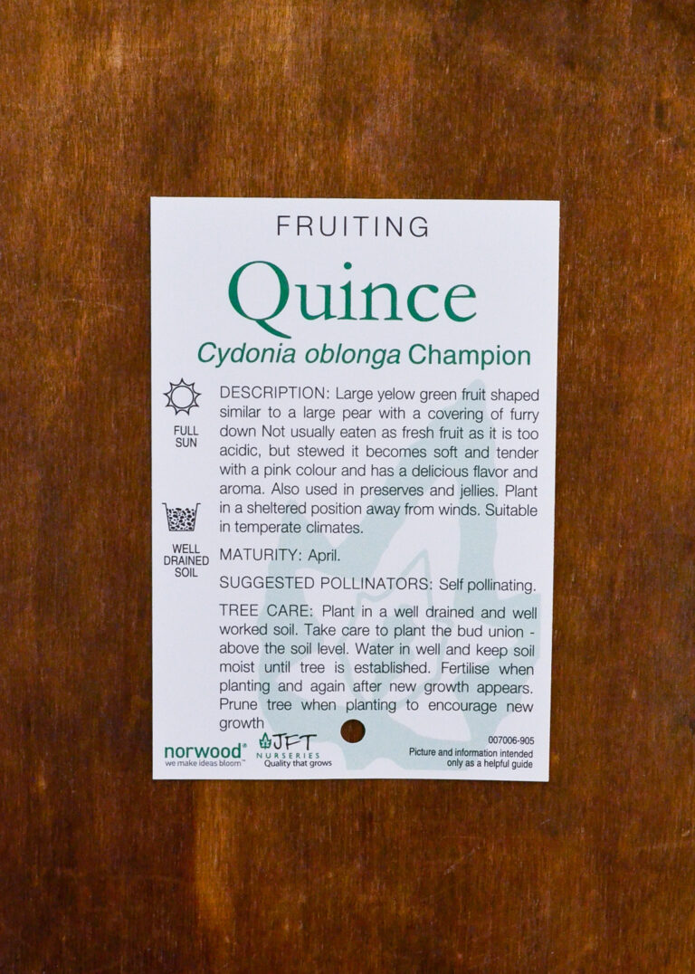 Quince - Champion - Image 2