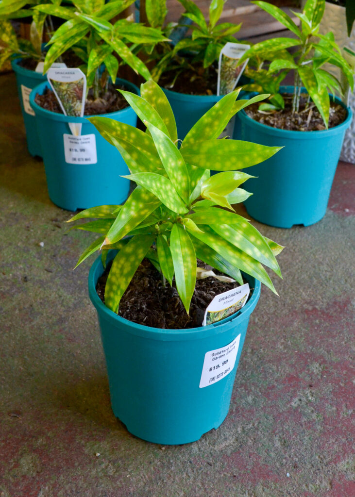 Dracaena - Gold Dust