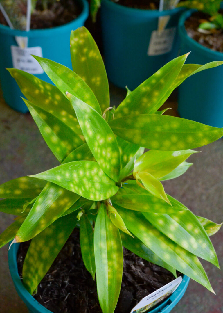 Dracaena - Gold Dust - Image 2