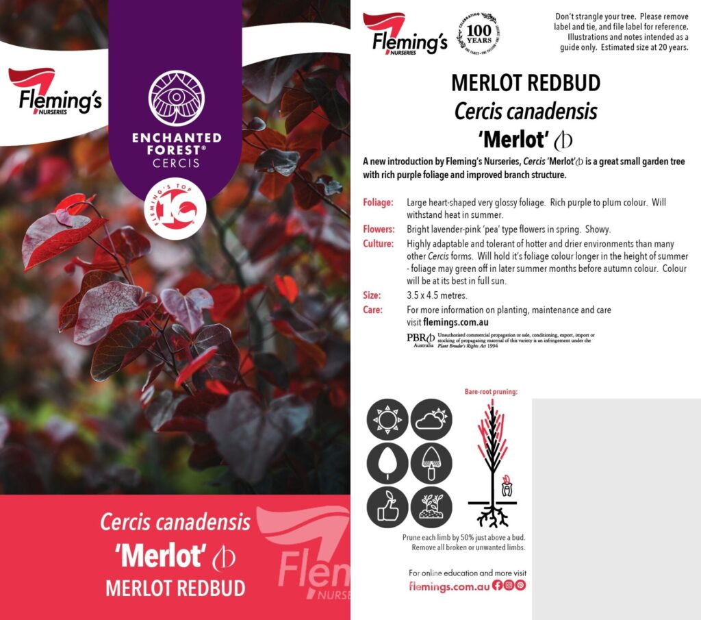 Cercis - Merlot