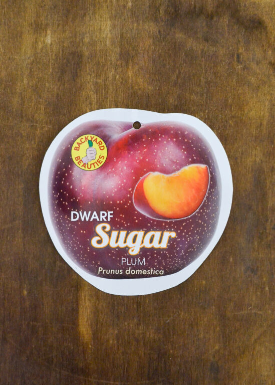Plum - Sugar (Prune) Dwarf