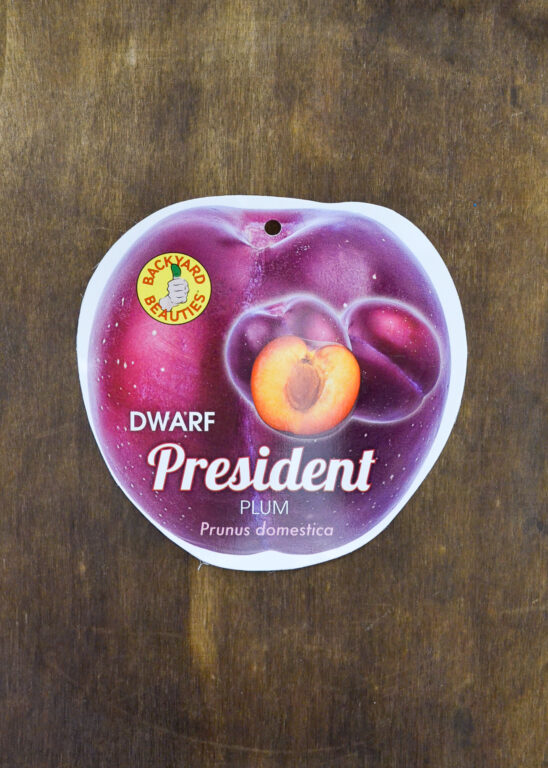 Plum - President Dwarf