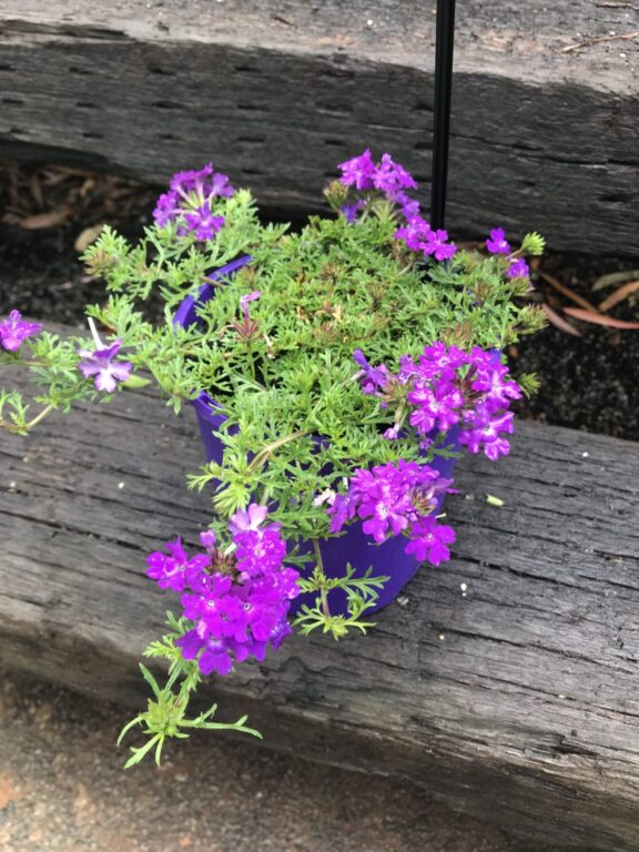 Verbena - Tapien Purple Passion
