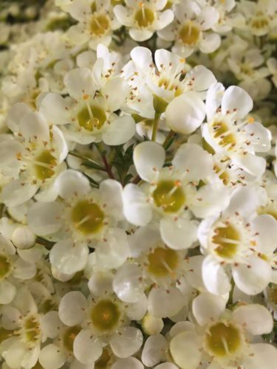 Geraldton Wax Leeman Pearl Guildford Garden Centre