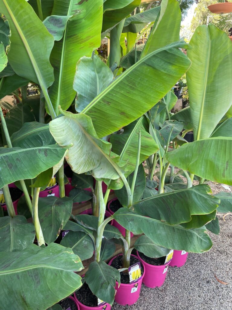 Banana - Lady Finger